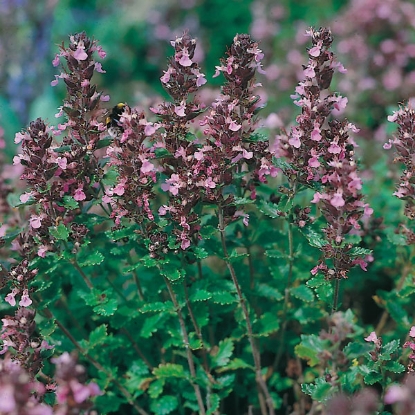 Picture of Herb Germander Wall (Teucrium Chamaedrys Wildform)